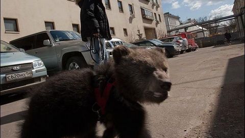 «Загнал» избирателей на участки. В омском селе явку на выборах поднял гуляющий по улицам медведь