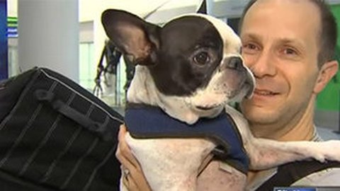 Пилот развернул международный рейс ради спасения собаки от холода в грузовом отсеке