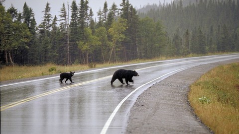 В Приморье из-за нашествия медведей запретили прогулки в детских садах