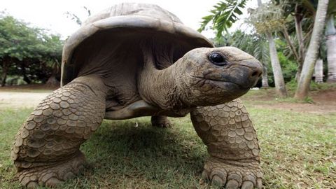 Ночные гонки на черепахах. Американке светит 5 лет тюрьмы за езду на морской рептилии по пляжу