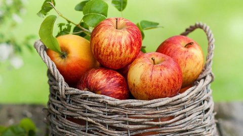 «Золотые» яблочки: закупочные цены на эти фрукты в России за год выросли вдвое