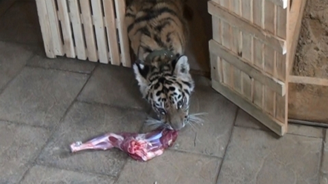 В Нижневартовске полицейские изъяли 4-месячного детеныша амурского тигра у контрабандистов