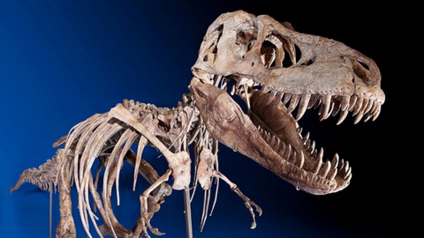 Программа на уик-энд: можно ли в Сургуте найти останки динозавров?
