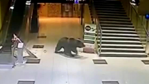 Медведь устроил погром в торговом центре Хабаровска, а затем ворвался в детский сад. ВИДЕО