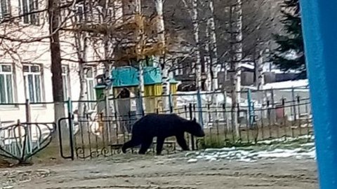 В Приамурье медведь напугал школьников на автобусной остановке. Введен режим ЧС