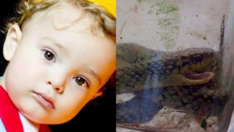 В Бразилии полуторагодовалый ребенок насмерть загрыз ядовитую змею. Малыш не пострадал