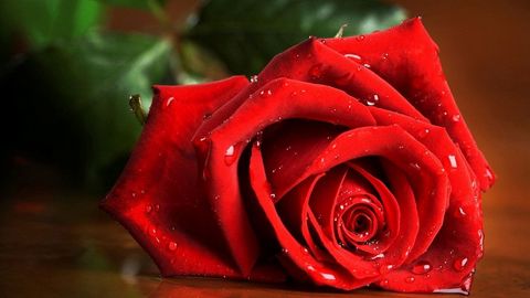 Влюбленная пара в Сургуте ограбила цветочный киоск. 300 роз подарили прохожим