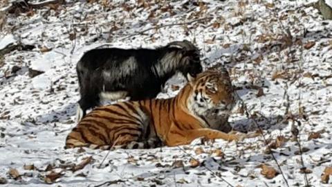 Друзья навек. Расселенным по разным вольерам тигру Амуру и козлу Тимуру разрешили гулять вместе