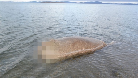 На Чукотке расследуют жестокое убийство 19 моржей
