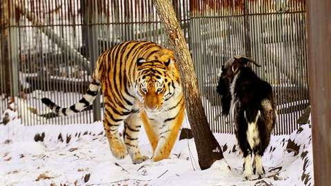 Не ест, не спит. Козел Тимур скучает без своего друга-тигра и боится людей больше, чем хищника