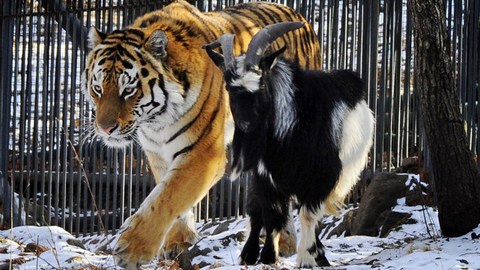 Ток-шоу «Вольер». За дружбой тигра Амура с козлом Тимуром можно будет наблюдать онлайн 