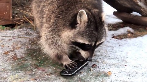 В Московском зоопарке еноты разбирают телефоны незадачливых посетителей за считанные секунды. ВИДЕО