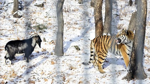 Необычные отношения. Самоуверенный козел Тимур в снегопад выгнал тигра Амура из «дома»