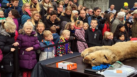 Дания вновь шокирует мир: в зоопарке в образовательных целях для детей провели вскрытие еще одного льва