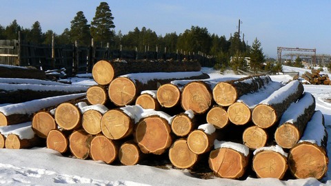 Геологи из Самары незаконно вырубили в Нефтеюганском районе лес на 20 млн рублей. Возбуждено уголовное дело