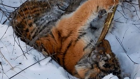 Животное почти не передвигалось. Третий истощенный тигренок найден в нацпарке в Приморье