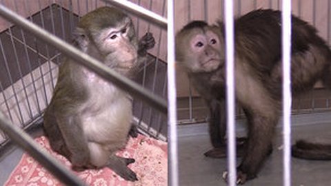 В Екатеринбурге обезьян отправили на карантин из-за гриппа: Вовчика и Виталика привезли в ветклинику с насморком