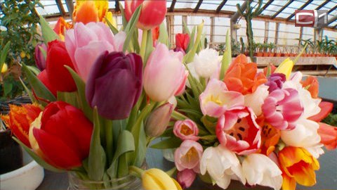 Импортозамещение праздничное. Сургутяне 8 марта могут порадовать своих дам тюльпанами из Тюмени