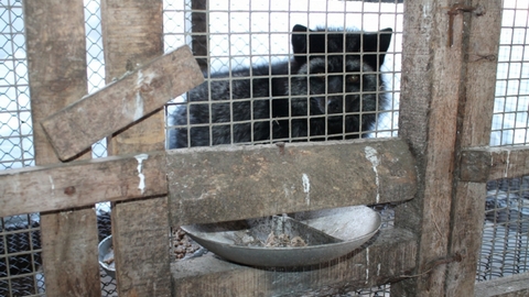 «Зверское» преступление. С фермы в Югре украли около тысячи чашек для кормления лисиц