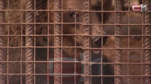 В Хабаровске медведь вырвался из клетки и покалечил женщину. Хищника усмирял ОМОН