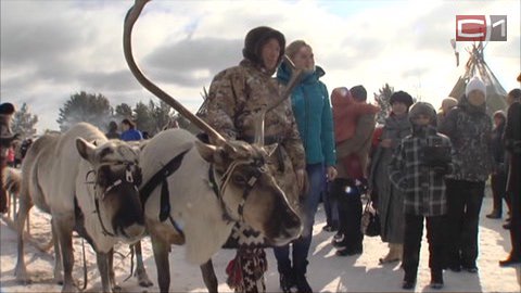 В Ханты-Мансийске прошли соревнования оленеводов. Лучший живет в Белоярском районе, лучшая - в Сургутском