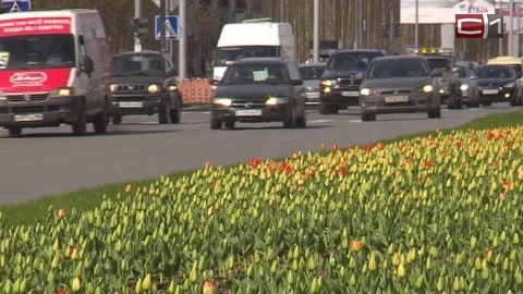 Цветущий город. 127 тысяч тюльпанов украсят Сургут этим летом