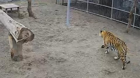 ЧП в барнаульском зоопарке: тигр напал на школьницу - любительницу селфи