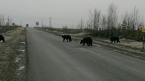 Медведи проснулись. Группу хищников заметили на трассе в Сургутском районе