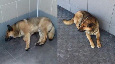 На Камчатке собаку не пустили в самолет - оставленный пес уже неделю живет в аэропорту и ждет своего хозяина