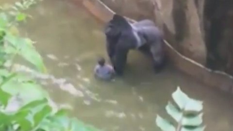 Ради спасения малыша в американском зоопарке застрелили гориллу. Ребенок упал в вольер. ВИДЕО