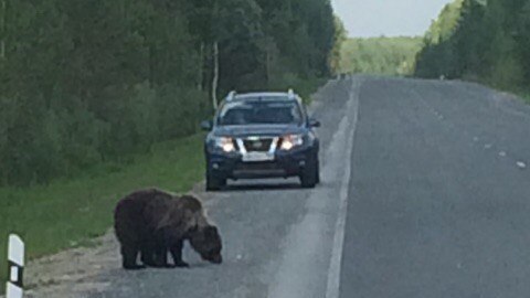 Хищники атакуют! Жители Ханты-Мансийска за две недели пять раз видели медведей в черте города
