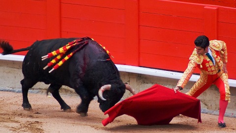 Поднял на рога. В Испании впервые за 30 лет коррида закончилась смертью тореадора. ВИДЕО