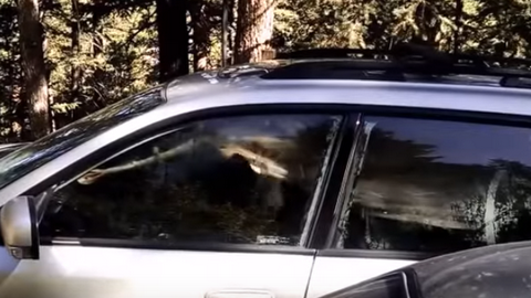"Замуровали, демоны!" Медведь залез в автомобиль и устроил погром, пытаясь выбраться. ВИДЕО