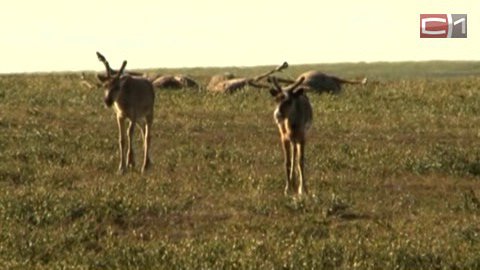 На Ямале карантин объявлен еще в одном районе. Ранее там погибло около 600 оленей