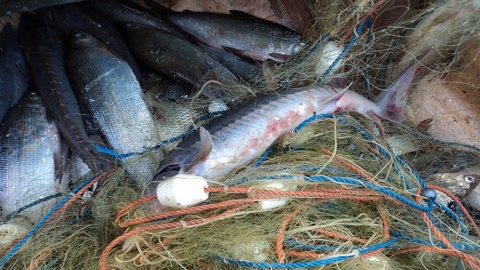 В Югре полицейские задержали браконьера с рыбой из Красной книги России. ФОТО