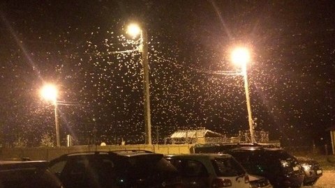 Снег из мотыльков. На Алтае люди жалуются на нашествие насекомых. ФОТО