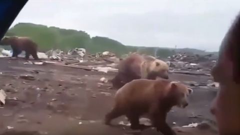 "Это не у нас". Администрация Горноправдинска опровергла информацию о стае медведей на местной свалке