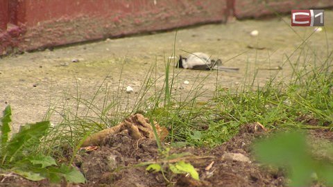 Вирус или паразиты? В Сургуте массово гибнут птицы — мертвых пернатых находят во дворах и песочницах
