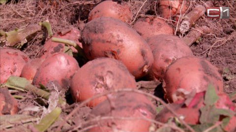 Прощай, египетский картофель. Россия запретила поставки овощей и фруктов из этой страны