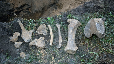 Откопали. В Омске коммунальщики при замене труб обнаружили кости мамонта