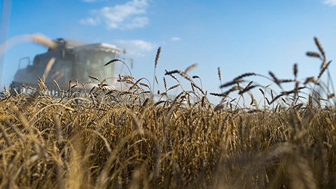 Зерновая сверхдержава. В 2016 году ожидается лучший урожай за всю историю современной России