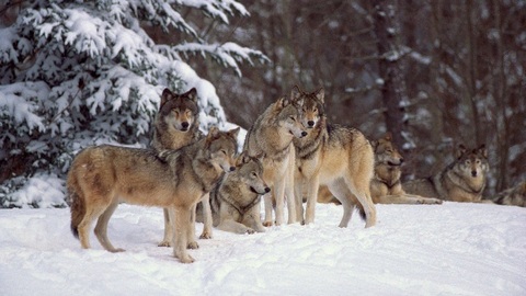  Поселок в Югре облюбовала стая волков. Хищники уже загрызли 20 собак и поросенка и подходят к школе