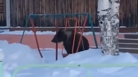 А что, медведь не человек? Качающийся на качелях в Томской области зверь стал хитом интернета. ВИДЕО 