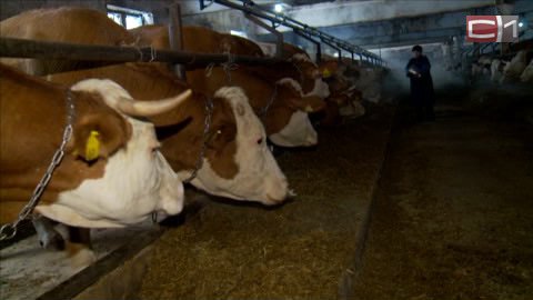 Вместо молока - сразу пломбир? 30-градусные морозы в Тюменской области усложнили жизнь коров на фермах