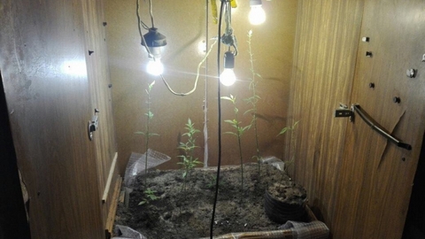 Шкаф с марихуаной выращивание клубники из семян на гидропонике