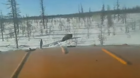 "Смерть человечности в двуногих". В Якутии вахтовики сняли на видео жестокую расправу над медведем