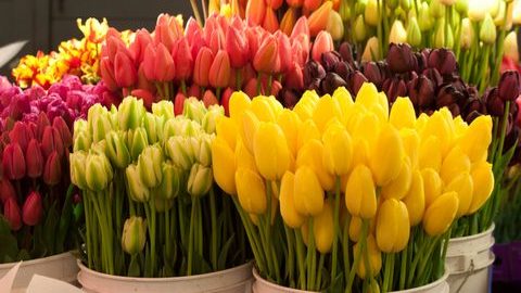 Испарилась! Новосибирская цветочная компания, собрав заказы к 8 Марта, оставила клиентов без денег и цветов