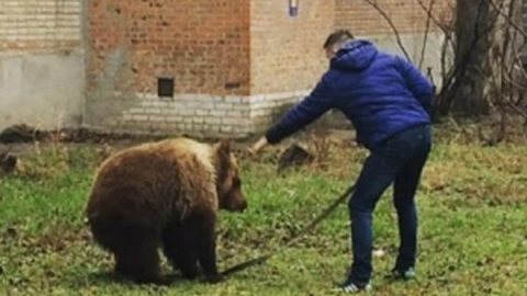 В Таганроге во дворе дома мужчина выгуливал медведя на поводке. Теперь его ищет полиция. ВИДЕО
