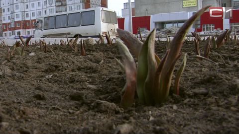 Переменчивый март. В Сургуте на клумбе взошли тюльпаны, но ночью их присыплет снегом