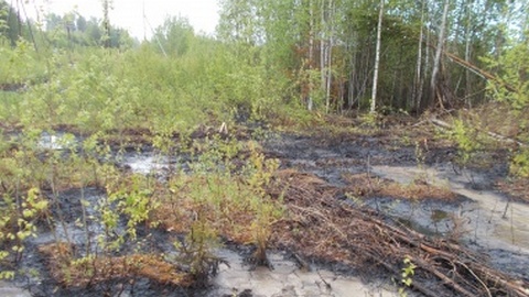 Заплатили за разливы. Компания "РН-Юганскнефтегаз" компенсировала причиненный природе ущерб — 119 млн рублей